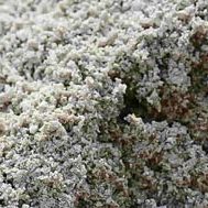 Coarse Sand